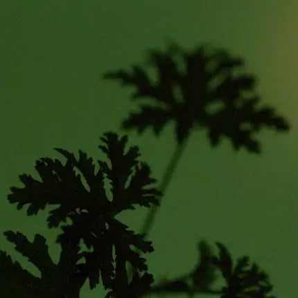 Geranium Leaf Duet