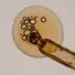 Parsley Seed Anti-Oxidant Intense Serum