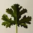 Geranium Leaf Body Balm