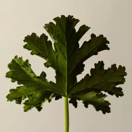 Geranium Leaf Body Balm