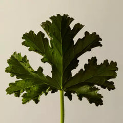 Geranium Leaf Body Balm