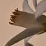 Solais Replenishing Hand Serum